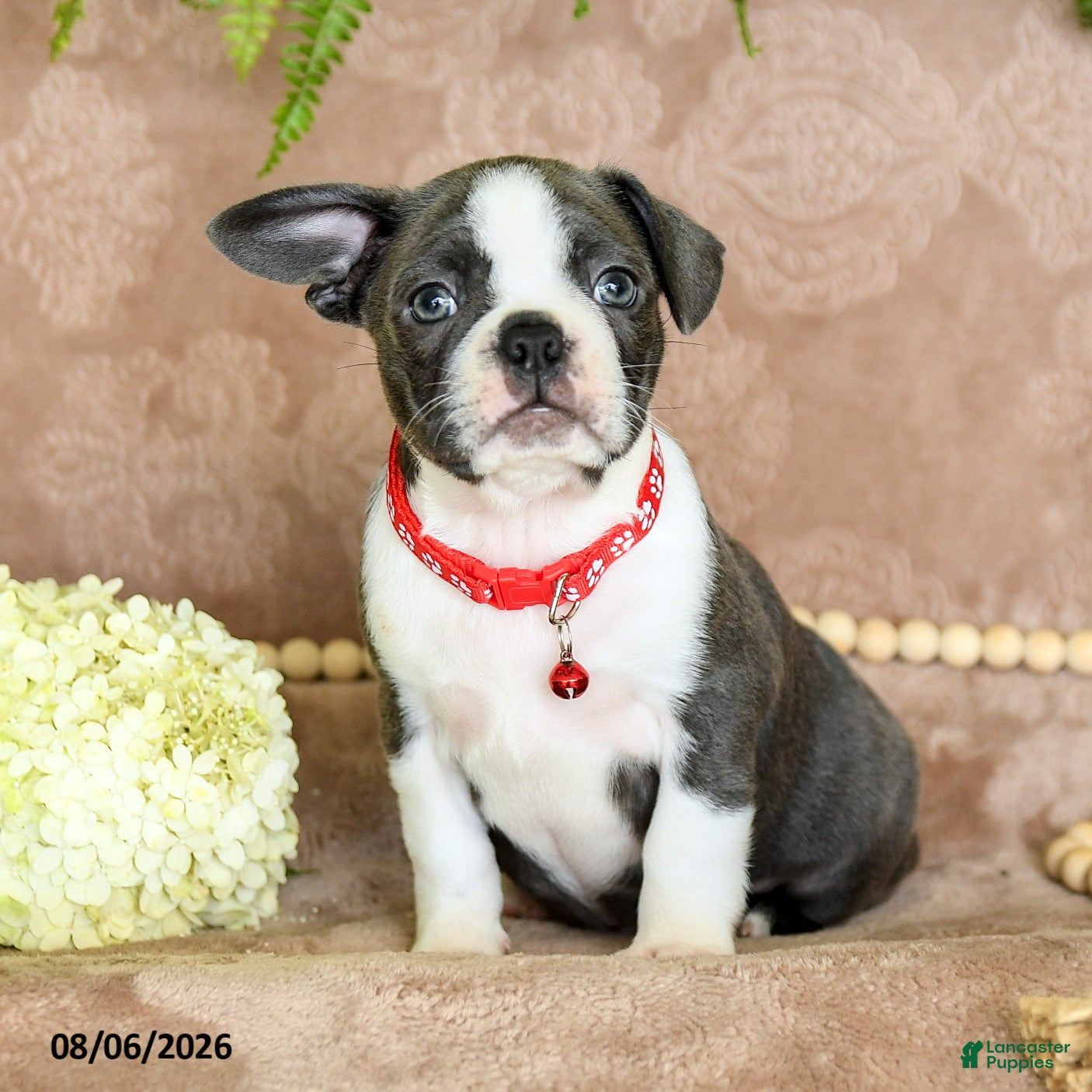 Boston Terrier dogs Ruby - Ad 1