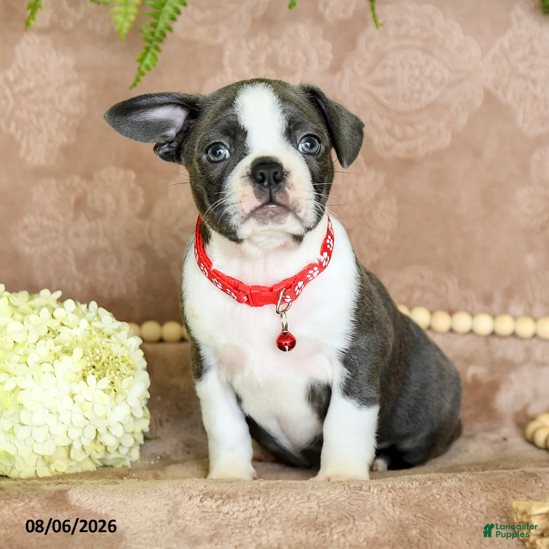 Boston Terrier dogs for sale: Ruby - Ad 1