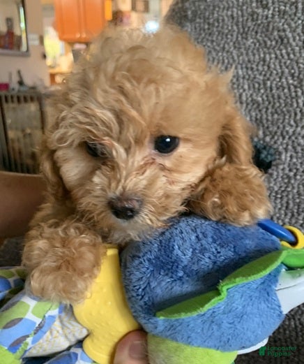 Cockapoo dogs Cockapoo Puppy 2 - Ad 1