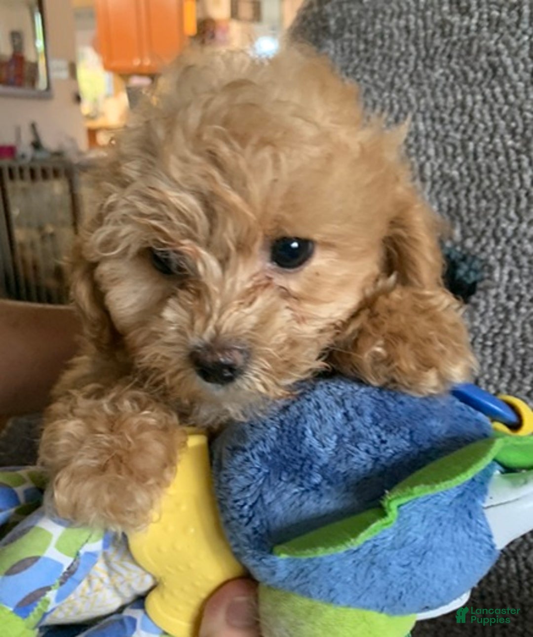 Cockapoo dogs for sale: Cockapoo Puppy 2 - Ad 1