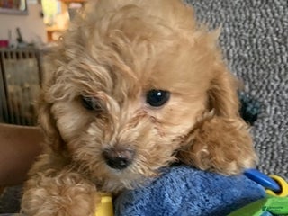 Cockapoo dogs Cockapoo Puppy 2 - Ad 15