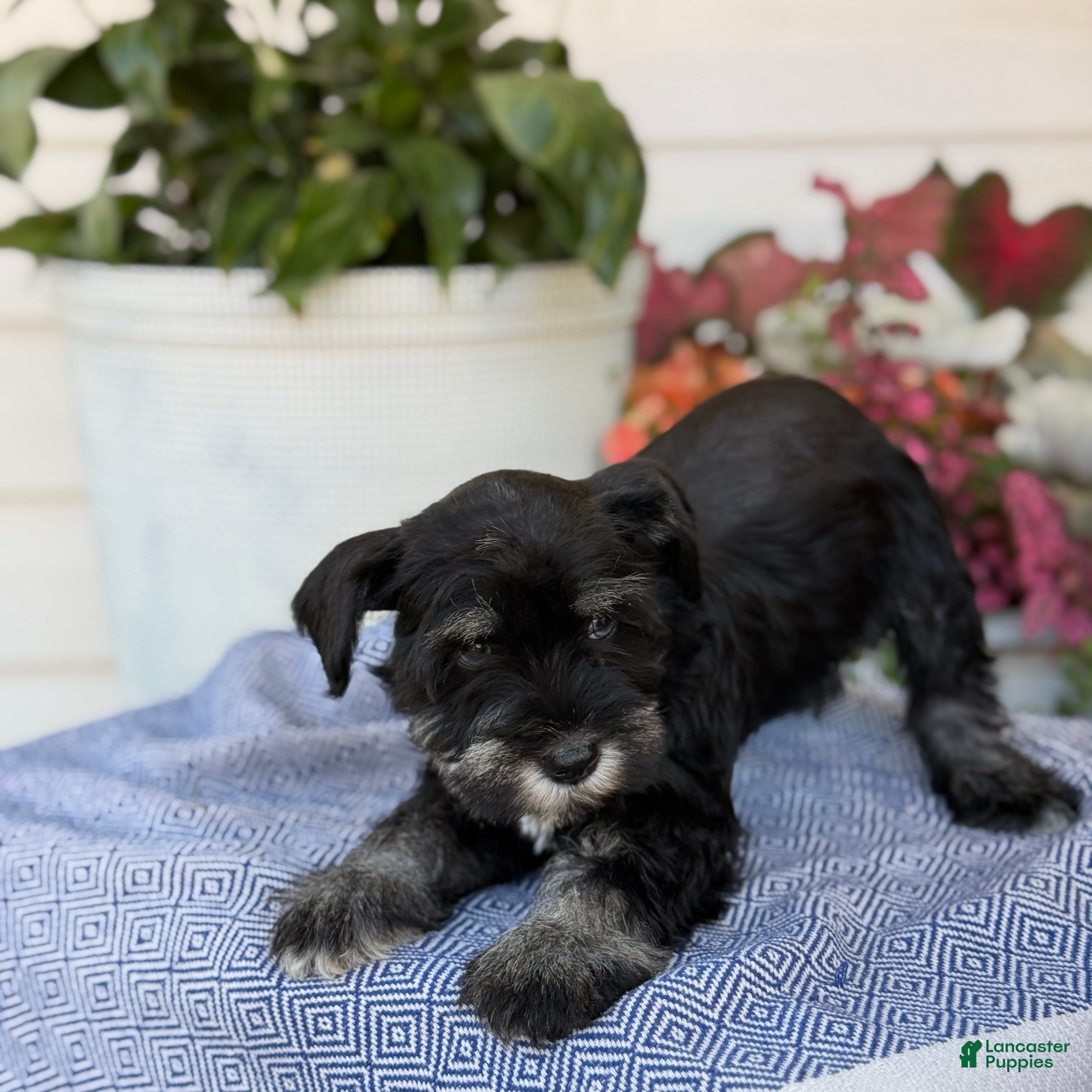 Miniature Schnauzer dogs Lin - Ad 2