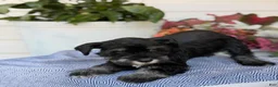 Miniature Schnauzer dogs for sale: Lin - Ad 2