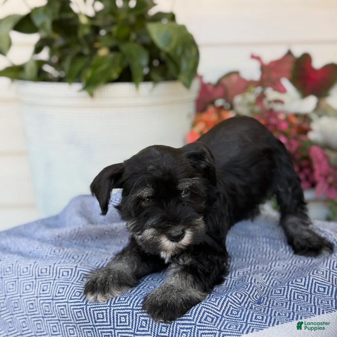 Miniature Schnauzer dogs for sale: Lin - Ad 2