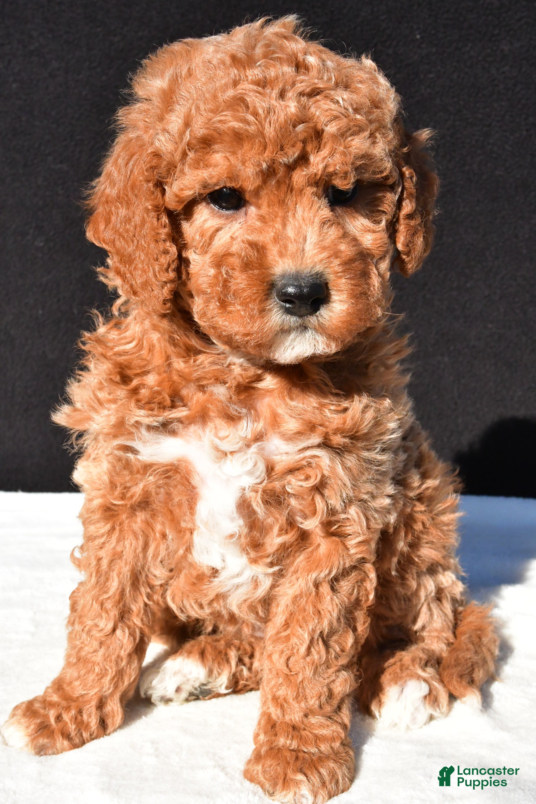 Mini Goldendoodle dogs Sophia - Ad 1