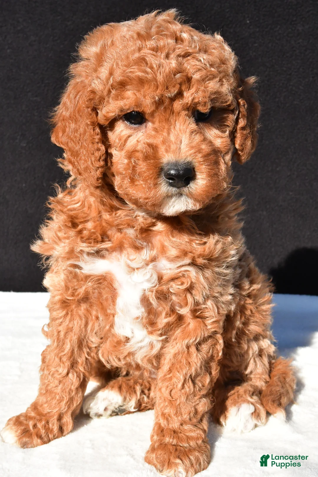 Mini Goldendoodle dogs for sale: Sophia - Ad 1