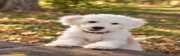Aussiedoodle dogs for sale: Aussiedoodle 1 - Ad 15