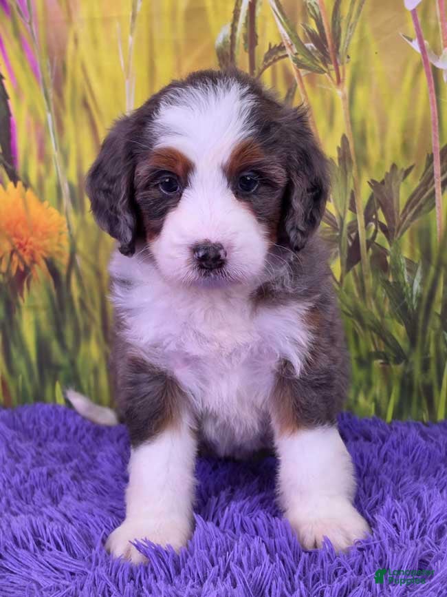 Mini Bernedoodle dogs Tulip - Ad 1