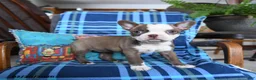 Boston Terrier dogs for sale: Queen Bee - Ad 2
