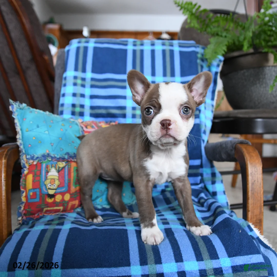 Boston Terrier dogs for sale: Queen Bee - Ad 2