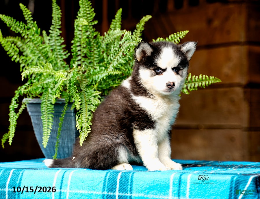 Pomsky dogs Regina - Ad 2