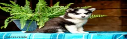 Pomsky dogs for sale: Regina - Ad 2
