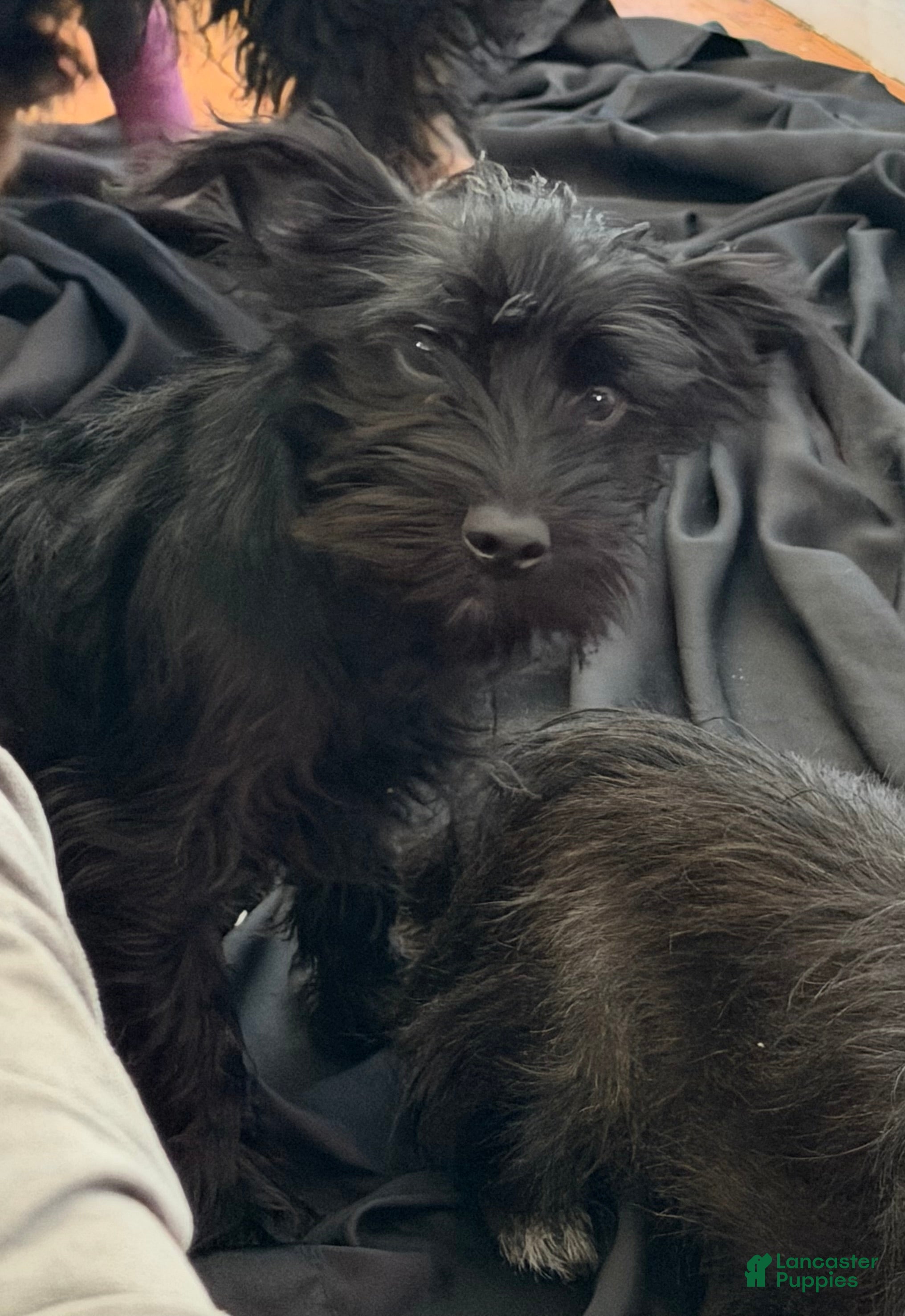 Mixed Breed dogs Mixed Breed Puppy 1 - Ad 1