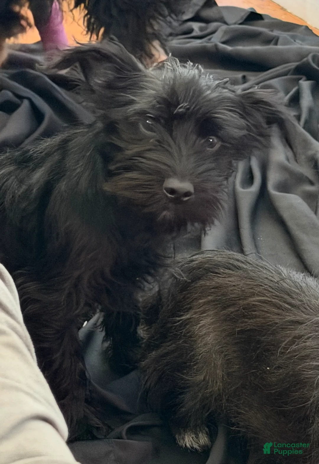 Mixed Breed dogs for sale: Mixed Breed Puppy 1 - Ad 1