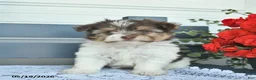 Havanese dogs for sale: Diamond - Ad 1