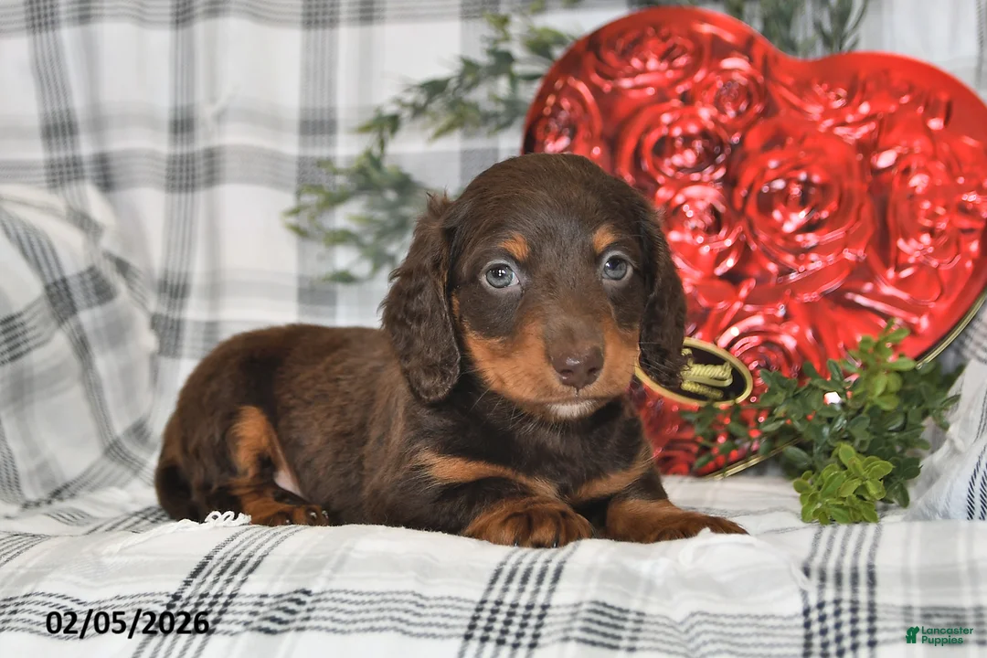 Miniature Dachshund dogs for sale: Coco - Ad 4