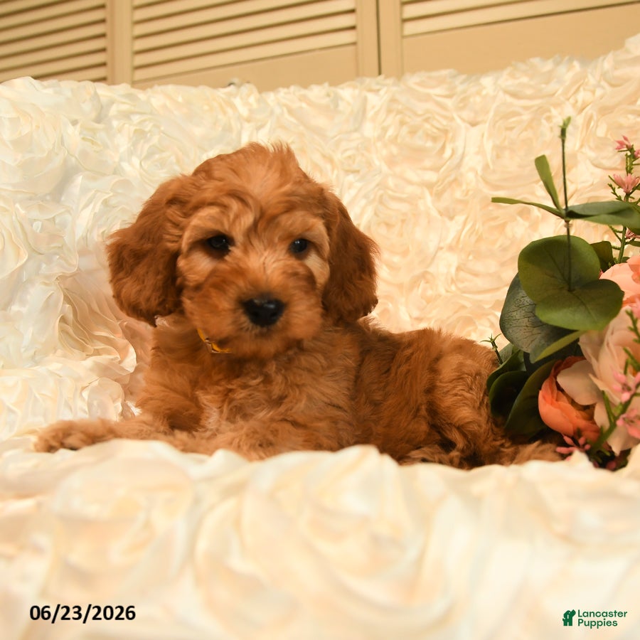 Mini Goldendoodle dogs Gunner - Ad 2