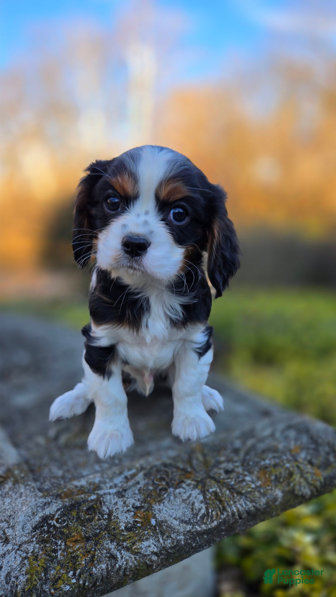 Cavalier King Charles Spaniel dogs for sale: Vance - Ad 1