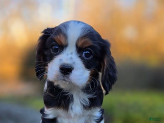 Cavalier King Charles Spaniel dogs Vance - Ad 3