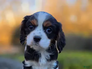 Cavalier King Charles Spaniel dogs Vance - Ad 16