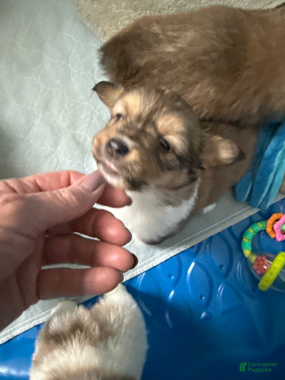 Welsh Corgi Pembroke dogs for sale: Welsh Corgi Pembroke Puppy 6 - Ad 8