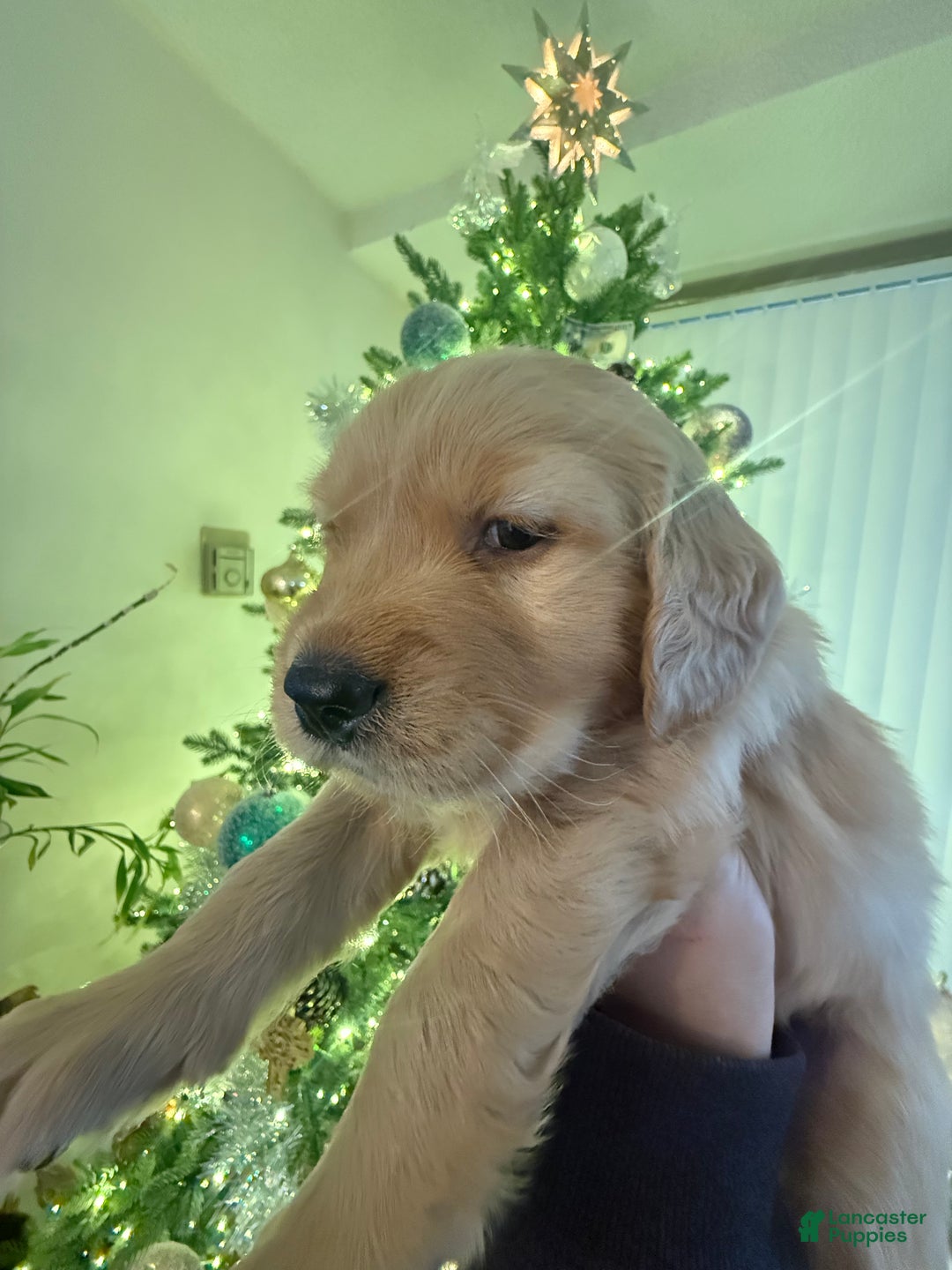 Golden Retriever dogs for sale: Golden Retriever Puppy 1 - Ad 2