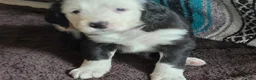 Sheepadoodle dogs for sale: Carol  - Ad 1