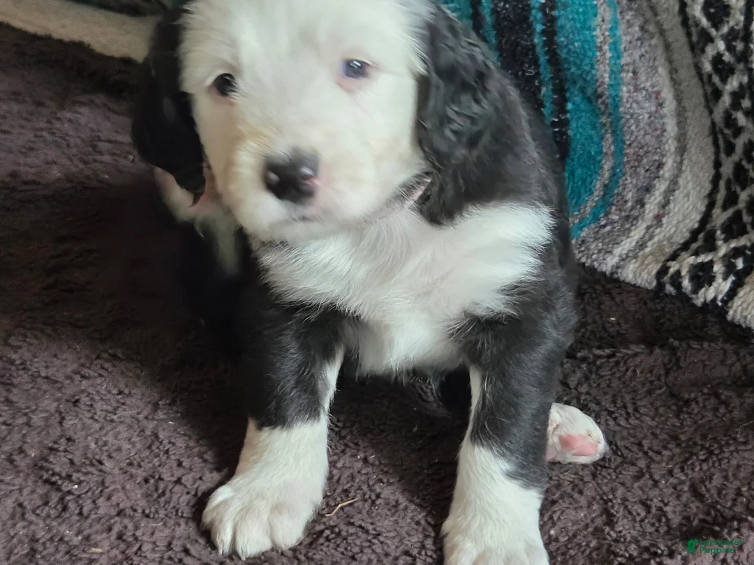 Sheepadoodle dogs for sale: Carol  - Ad 1