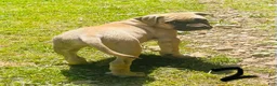 Mixed Breed dogs for sale: Mixed Breed Puppy 1 - Ad 3