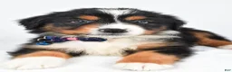Miniature Australian Shepherd dogs for sale: Kip - Ad 3