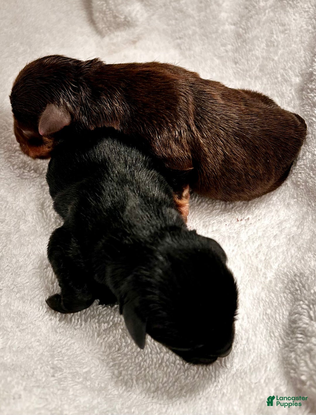 Miniature Schnauzer dogs for sale: ROSIE - Ad 4