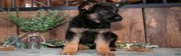 German Shepherd dogs for sale: Smokey - Ad 3
