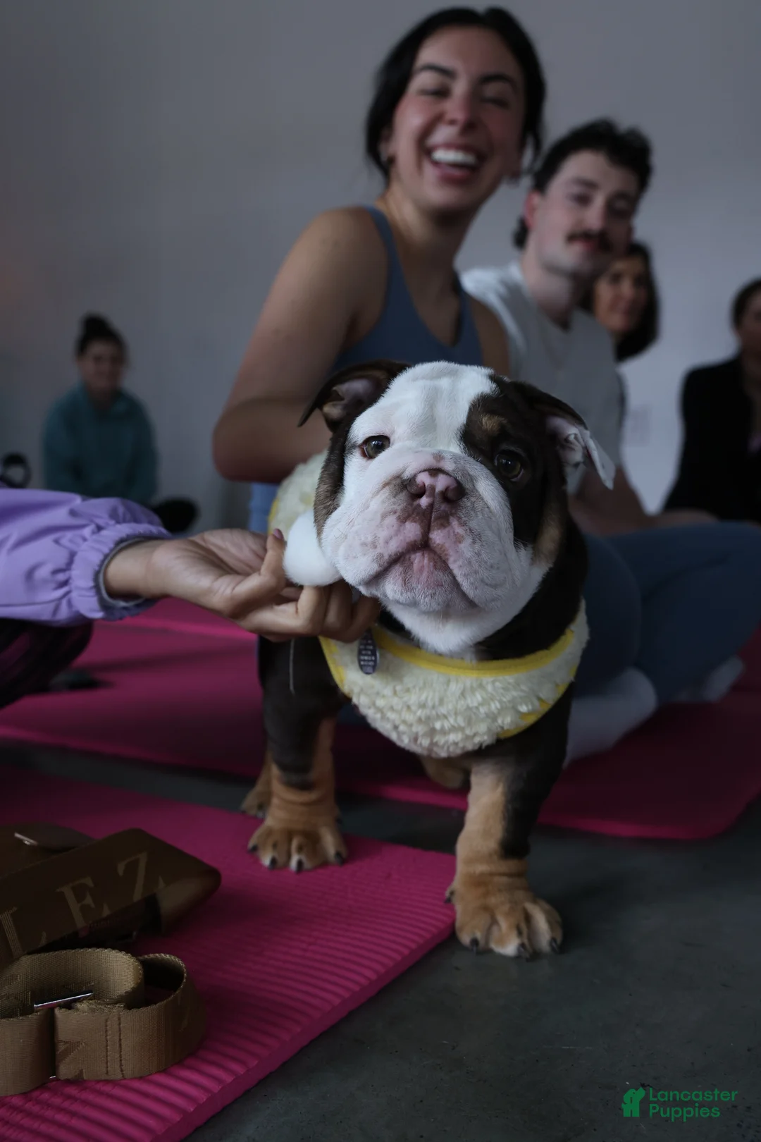 English Bulldog dogs for sale: English Bulldog Puppy 1 - Ad 2