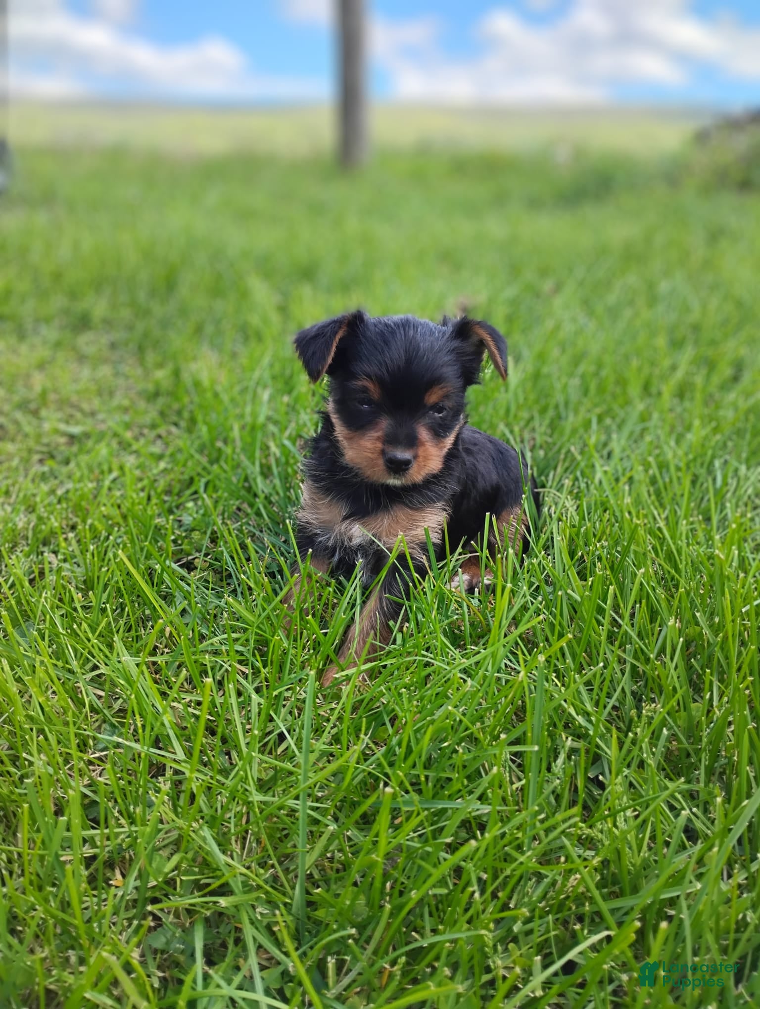 Yorkshire Terrier dogs for sale: Missy - Ad 4