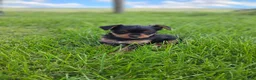Yorkshire Terrier dogs for sale: Missy - Ad 1