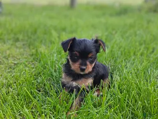 Yorkshire Terrier dogs for sale: Missy - Ad 4