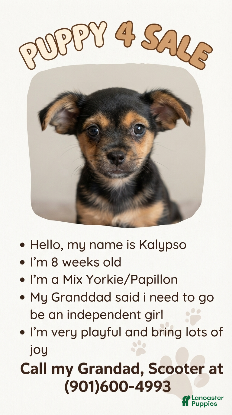 Mixed Breed dogs Mixed Breed 2 - Ad 8