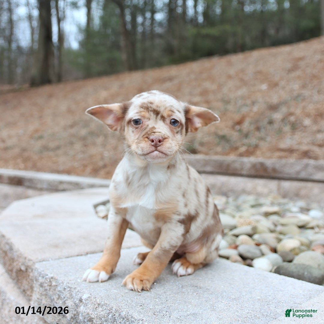 Mixed Breed dogs for sale: Mia  - Ad 3