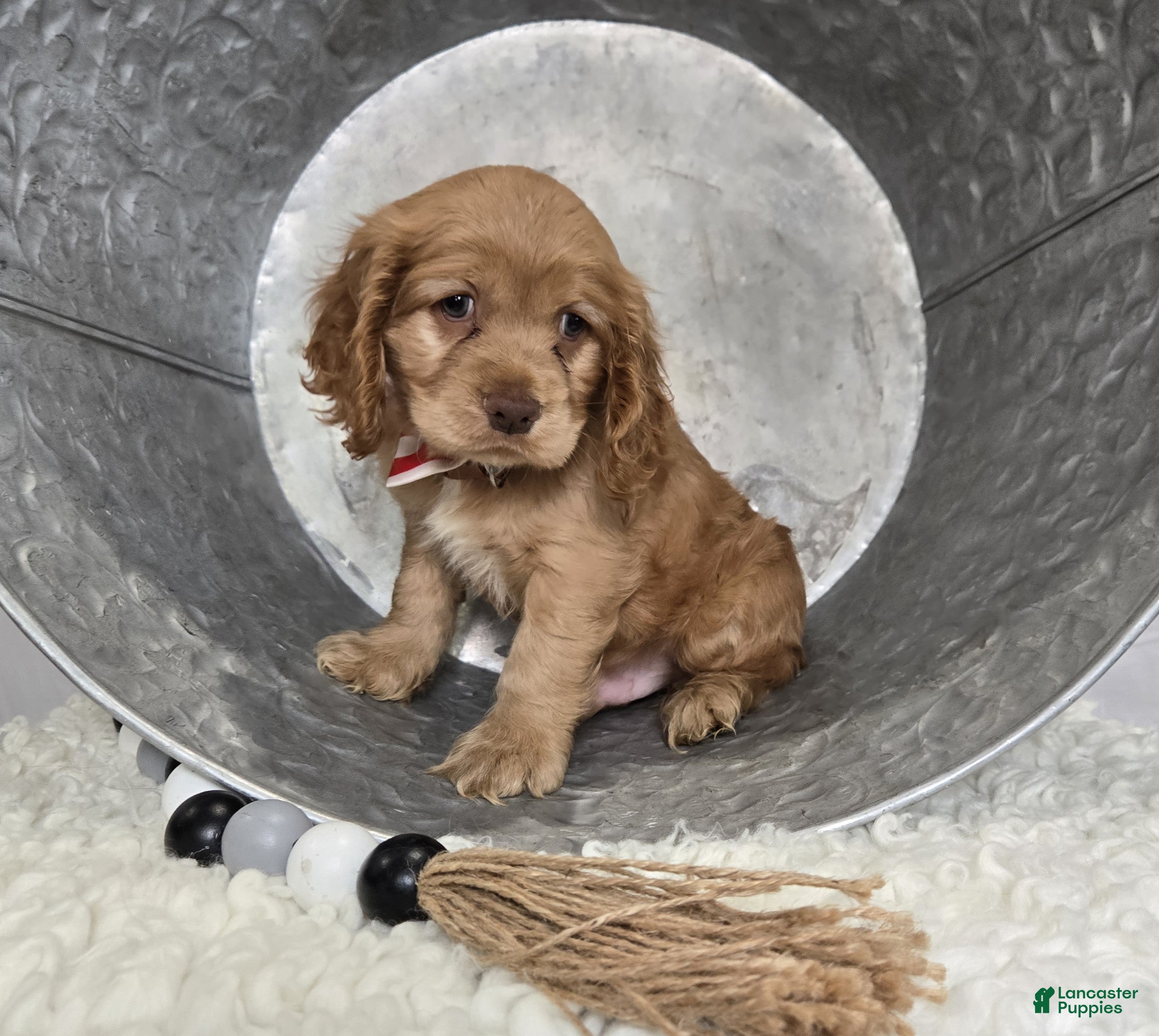Cocker Spaniel dogs Leo - Ad 42