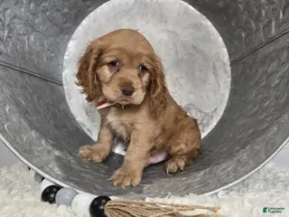Cocker Spaniel dogs Leo - Ad 42