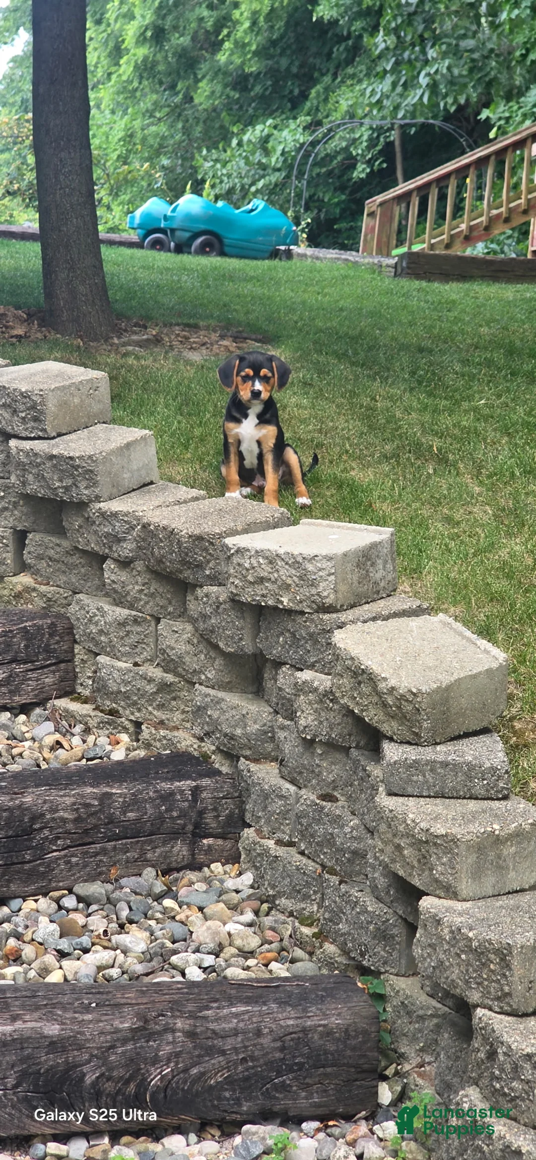 Mixed Breed dogs for sale: Blaze - Ad 1