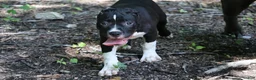 American Bully dogs for sale: Jet - Ad 7