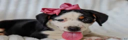 Mixed Breed dogs for sale: Addy Mixed Breed Pup - Ad 4