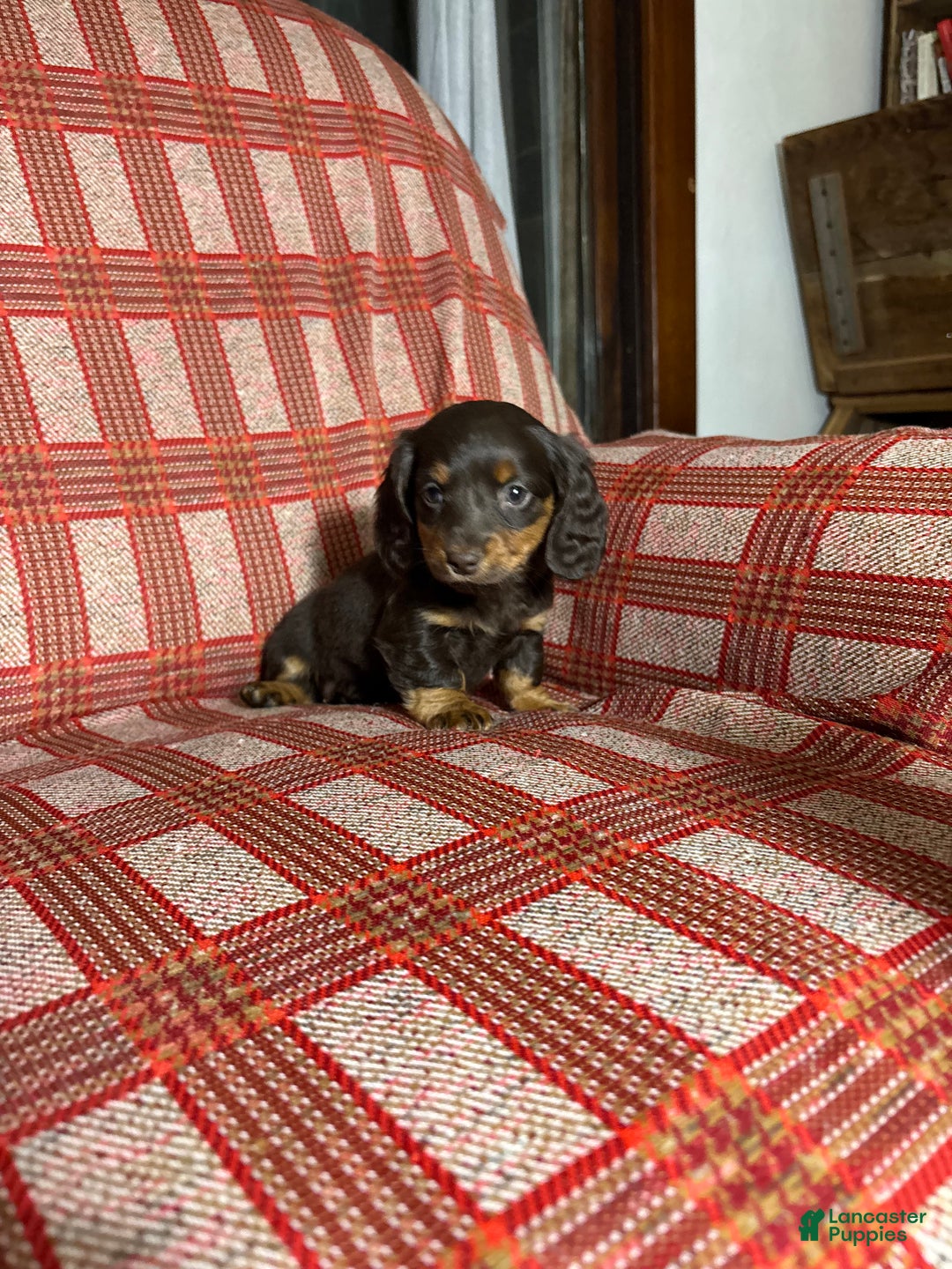 Miniature Dachshund dogs for sale: Miniature Dachshund Puppy 2 - Ad 5