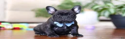French Bulldog dogs for sale: Timmy  - Ad 4