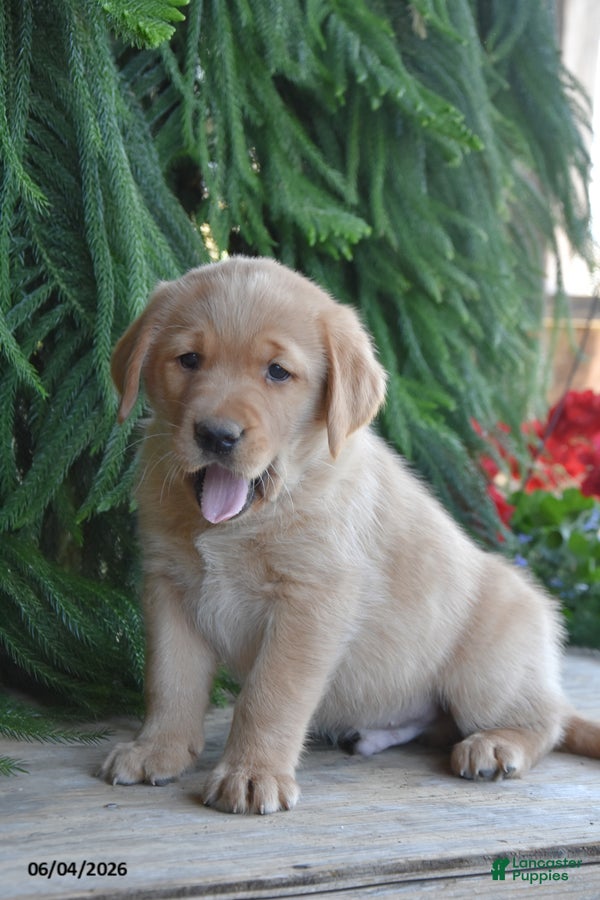 Goldador dogs for sale: Dusty - Ad 1