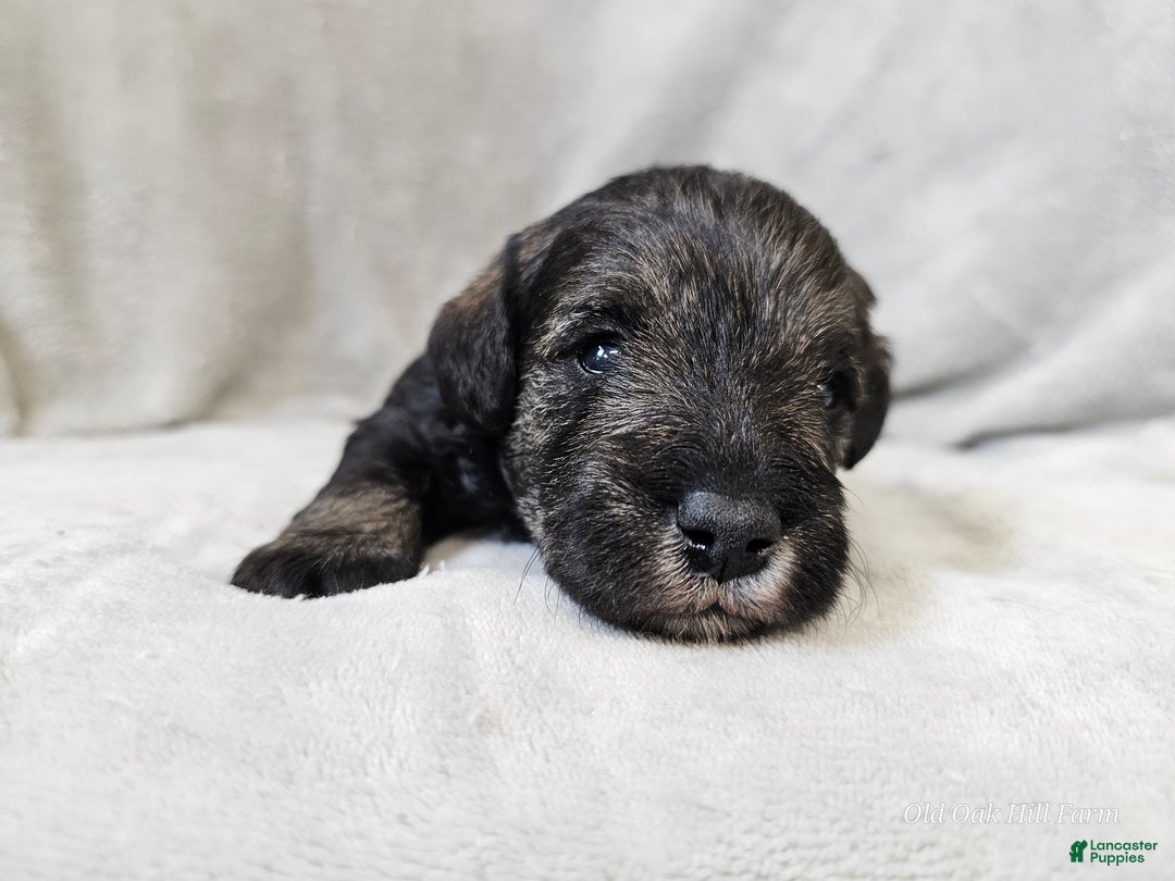 Mixed Breed dogs for sale: Kenny - Ad 6