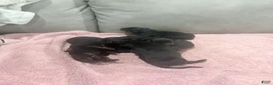 Rottweiler Puppy 9