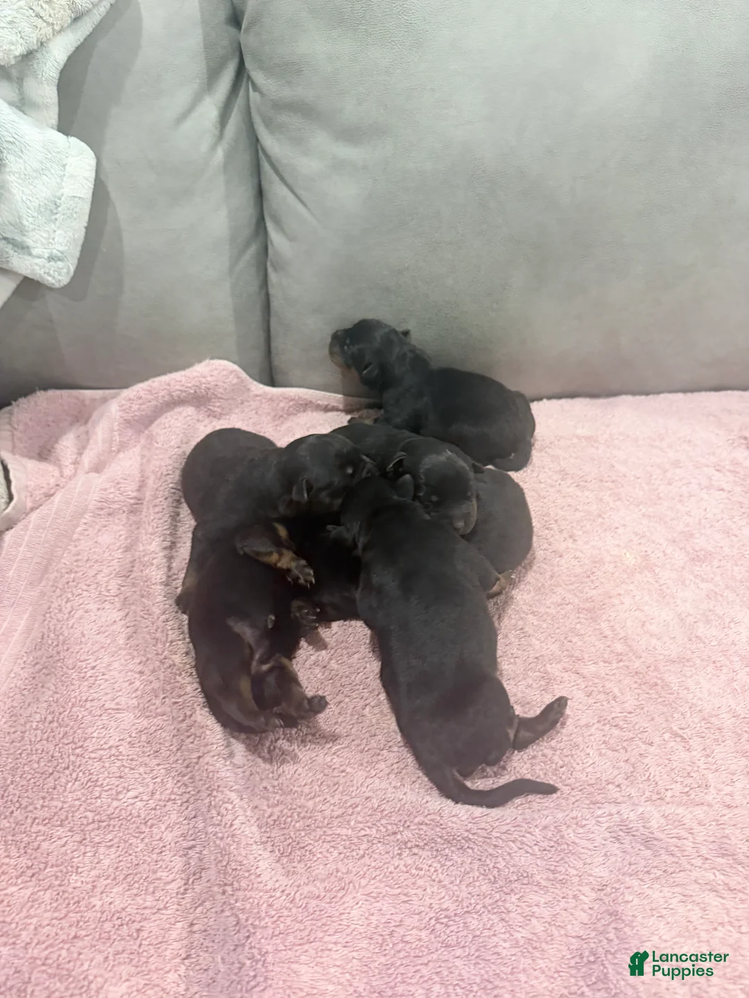 Rottweiler dogs for sale: Rottweiler Puppy 9 - Ad 1