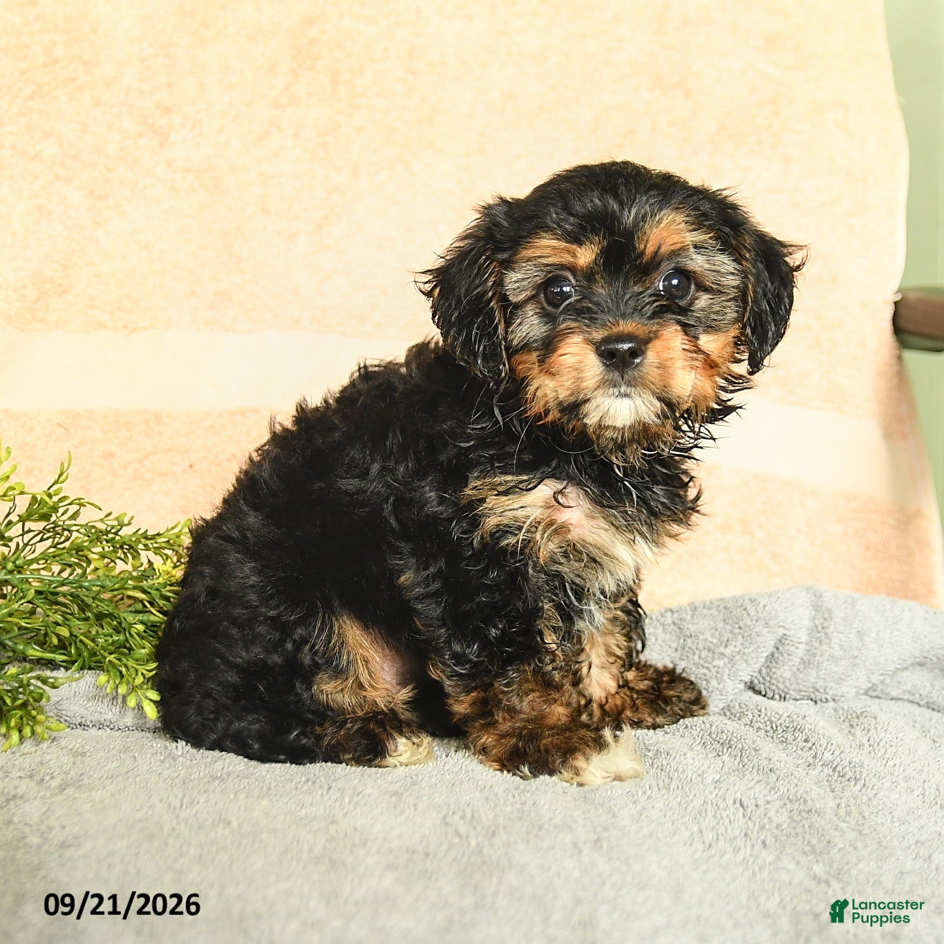 Mixed Breed dogs Melia - Ad 1